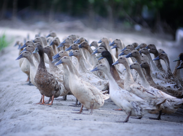 農村養(yǎng)殖戶如何低成本有效處理污水，這兩種做法你應該知道!