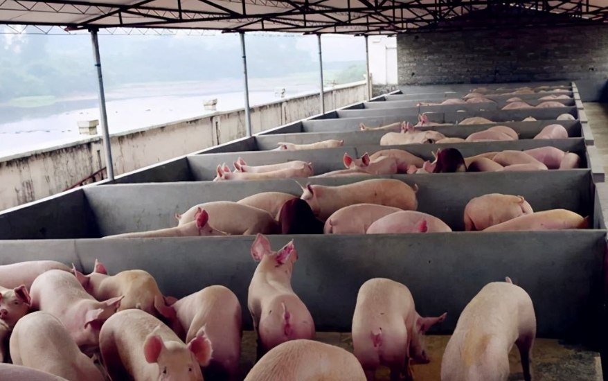 養(yǎng)豬污水處理設(shè)備包含哪些，教你選購(gòu)適合的養(yǎng)殖污水處理設(shè)備