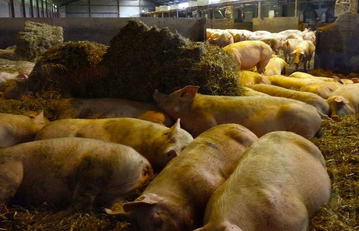 養(yǎng)豬場污水處理方法有哪些？選對工藝成本低效果好！