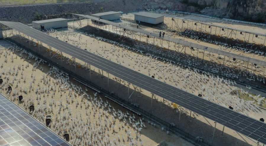 養(yǎng)鵝廢水處理方案及工藝設備講解 養(yǎng)鵝廢水處理方案及工藝設備講解