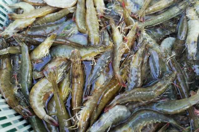 養(yǎng)蝦廢水怎么處理效果好？解決方案！-1