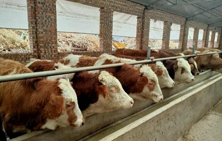 養(yǎng)牛場污水處理設備需要多少錢，價格？